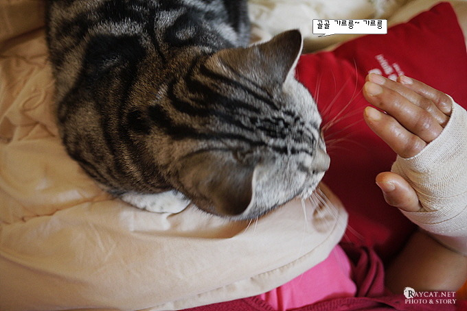 고양이와 팔 깁스 사진